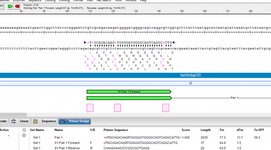 How to perform PCR site-directed mutagenesis using Lasergene’s protein and primer design tools