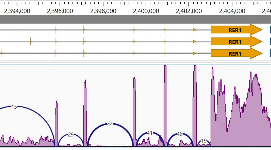 Q&A: Assembling and Analyzing NGS & Long Read Sequences